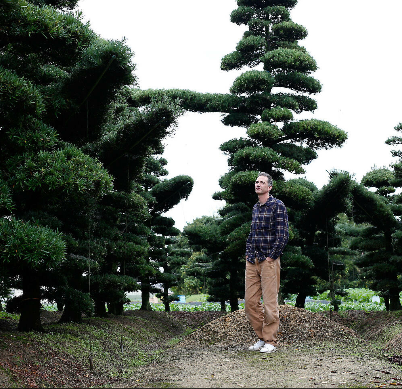 Niwaki : Passion jardin.