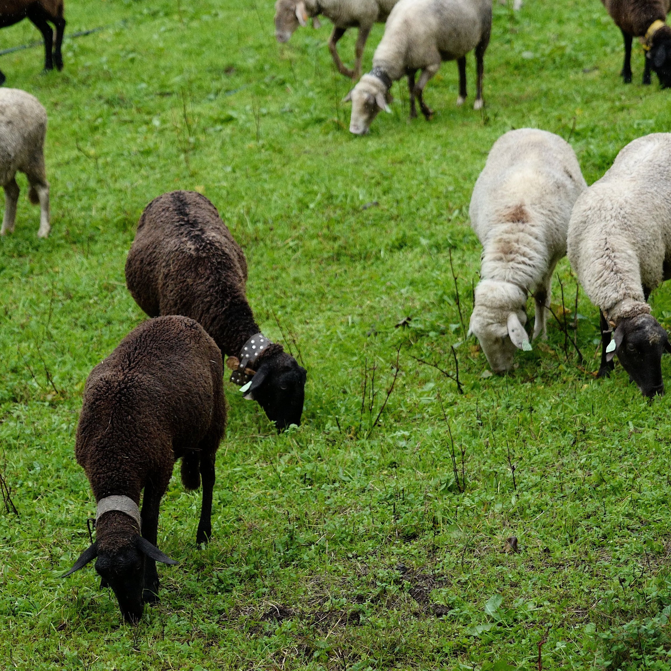 Shepherd's blanket